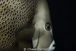 "Elegance" 
Macabuca, Grand Cayman by Chase Darnell 